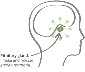 How Growth Hormone Works | Norditropin® (somatropin) Injection